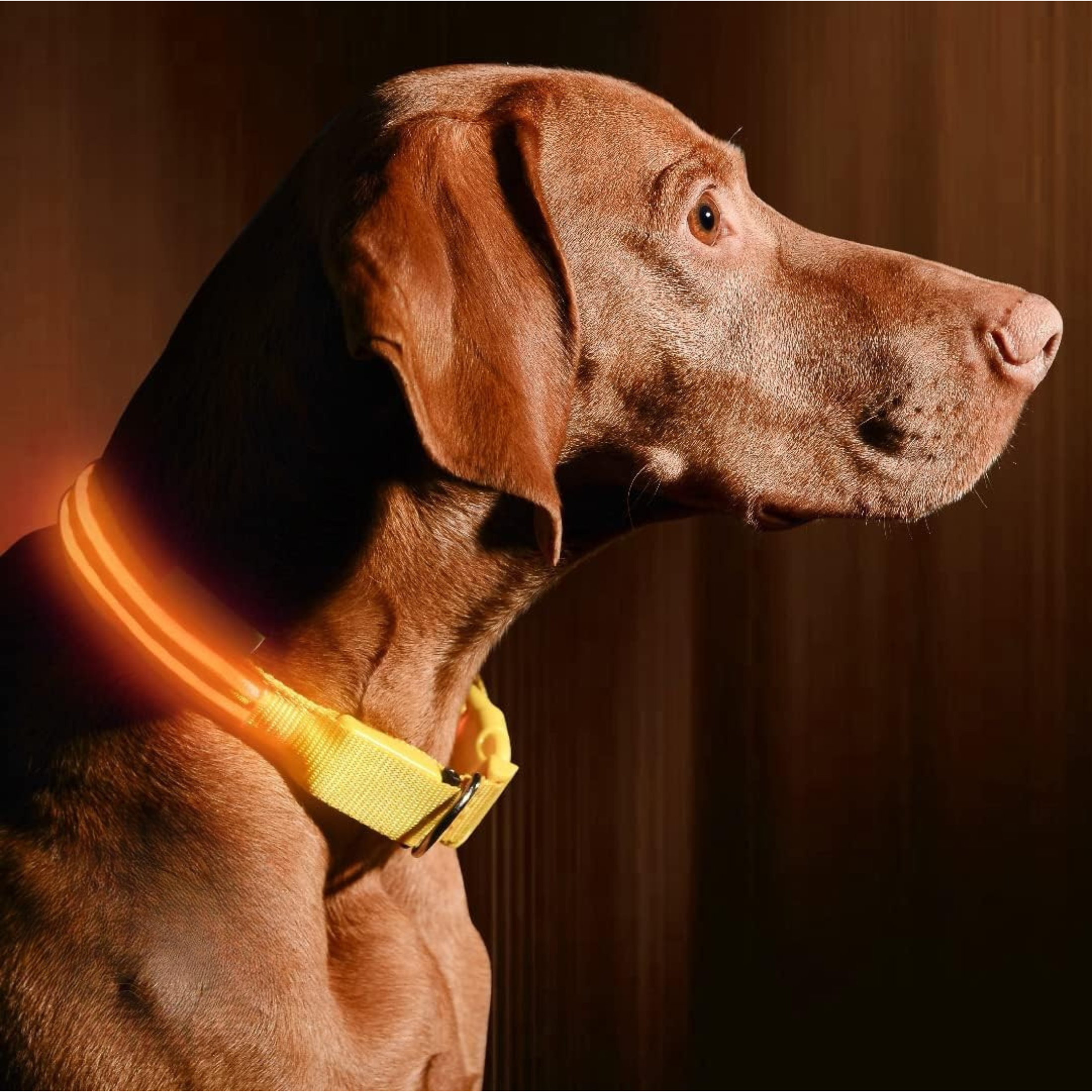Led Glowing Adjustable Collar