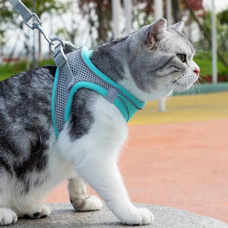 Adjustable Harness & Leash
